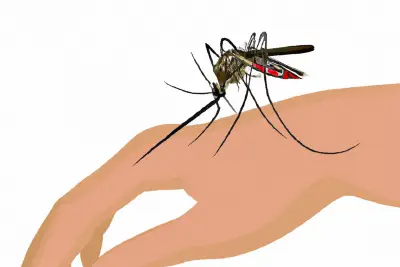 Jak se efektivně chránit proti komárům?